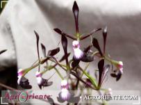 : Epidendrum melanoporphyreum